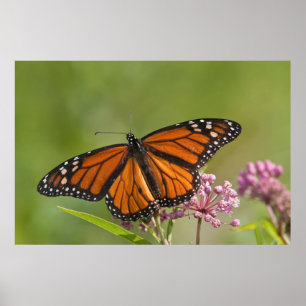 Monarch Butterfly male on Swamp Milkweed Poster