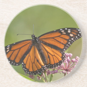 Monarch Butterfly male on Swamp Milkweed Sandstone Coaster