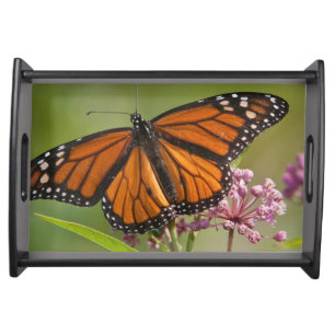 Monarch Butterfly male on Swamp Milkweed Serving Tray