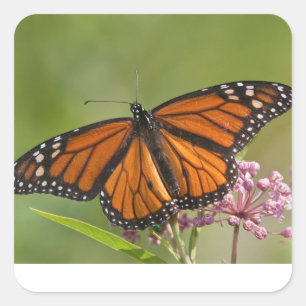 Monarch Butterfly male on Swamp Milkweed Sticker Roll