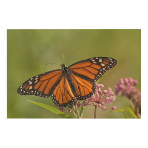 Monarch Butterfly male on Swamp Milkweed Wood Wall Decor
