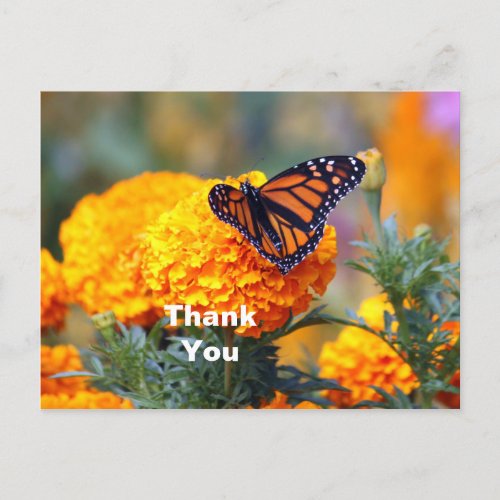 Monarch Butterfly Marigold Photo Thank You Postcard