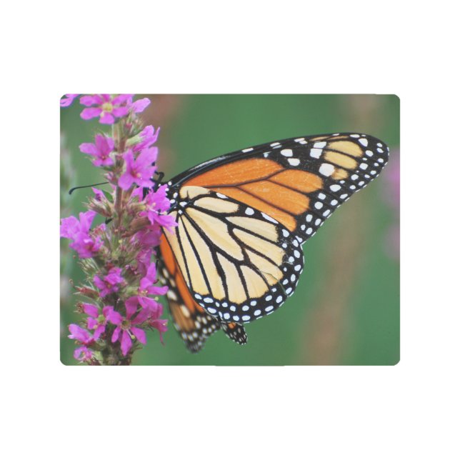 Monarch Butterfly Metal Print (Front)