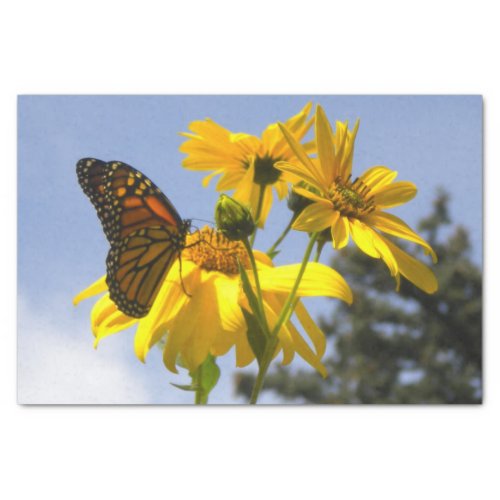 Monarch Butterfly N Sunflowers  Tissue Paper