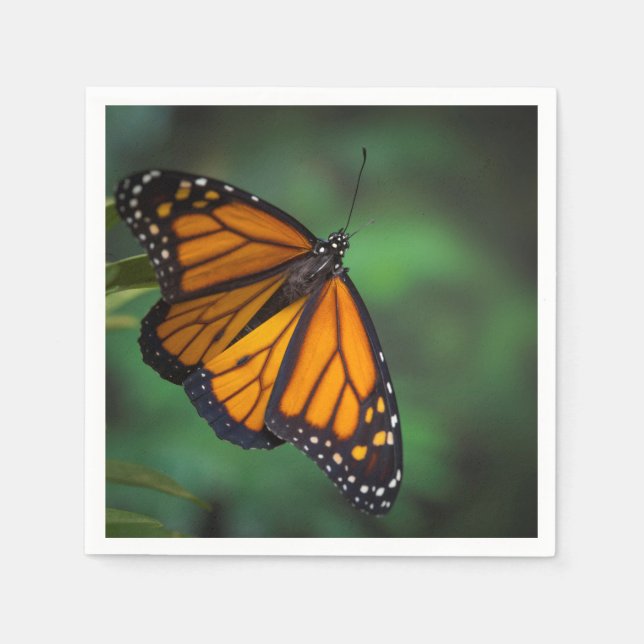 Monarch Butterfly Napkins (Front)