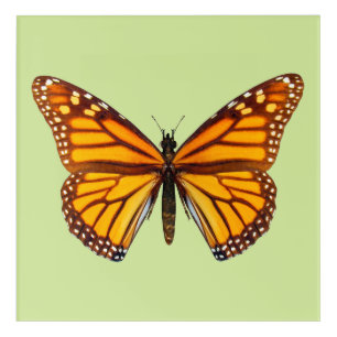 Monarch Butterfly Nature Wall Art