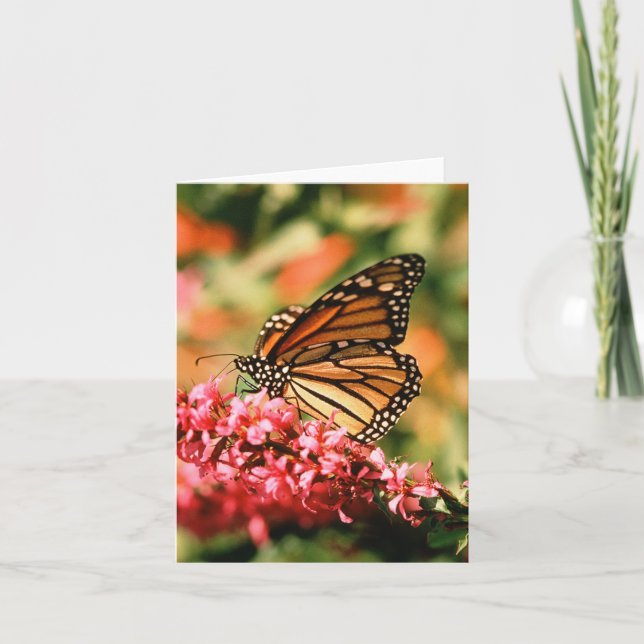 Monarch Butterfly notecards (Front)