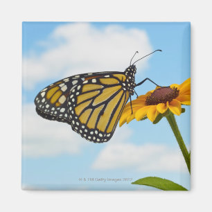 Monarch Butterfly on a Black Eyed Susan Magnet