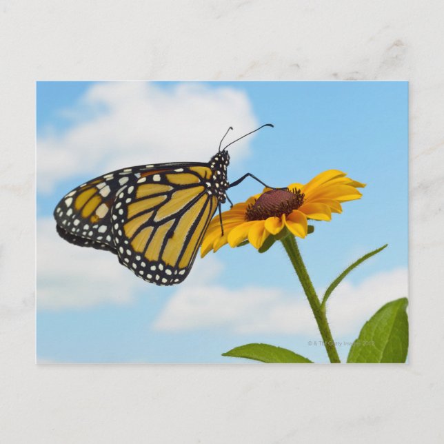 Monarch Butterfly on a Black Eyed Susan Postcard (Front)