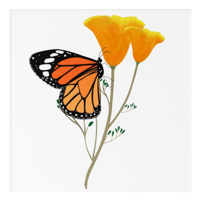 Monarch Butterfly on a California Poppy Acrylic Print (Front)