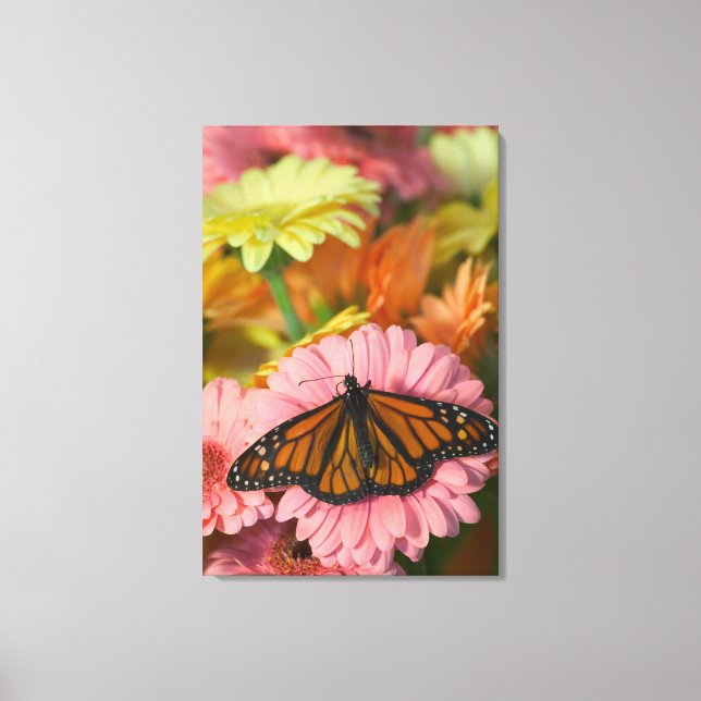 Monarch Butterfly on a Gerbera| Danaus Plexippus Canvas Print (Front)