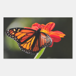 Monarch Butterfly on a Mexican Sunflower Torch Rectangular Sticker