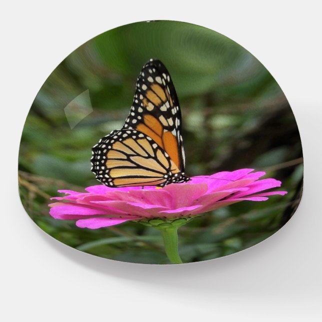 Monarch Butterfly on a Pretty Pink Zinnia Flower Paperweight (Angled)