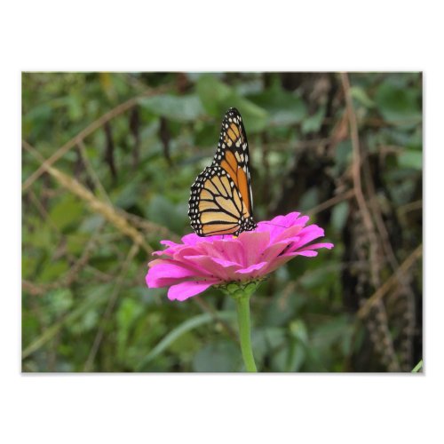 Monarch Butterfly on a Pretty Pink Zinnia Flower Photo Print