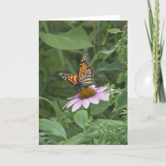 Monarch Butterfly on a Purple Coneflower, NYC - Card