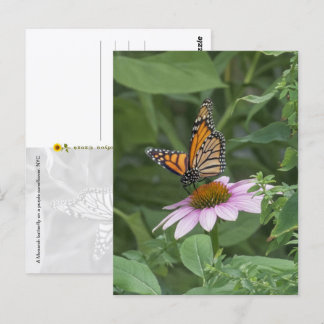 Monarch Butterfly on a Purple Coneflower, NYC - Postcard