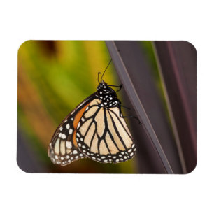 Monarch Butterfly on Agave Magnet