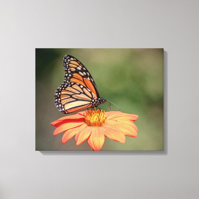 Monarch Butterfly on an orange flower Canvas Print (Front)