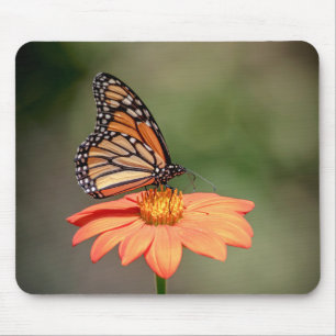 Monarch Butterfly on an orange flower Mouse Pad