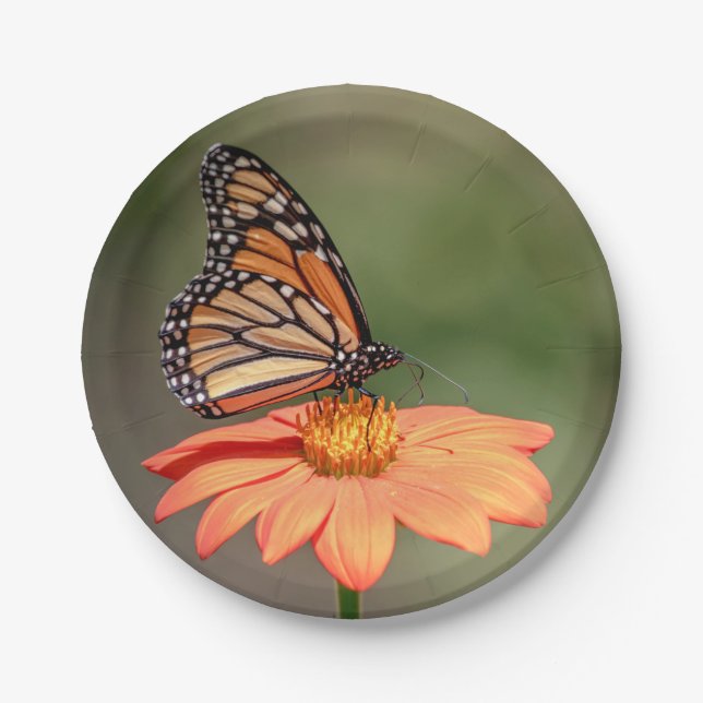 Monarch Butterfly on an orange flower Paper Plates (Front)