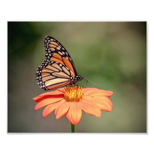 Monarch Butterfly on an orange flower Photo Print