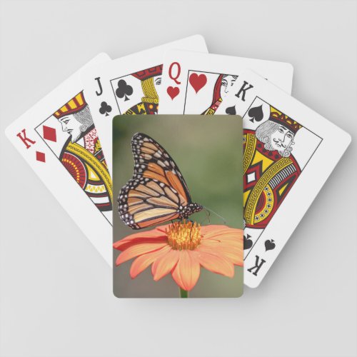Monarch Butterfly on an orange flower Playing Cards