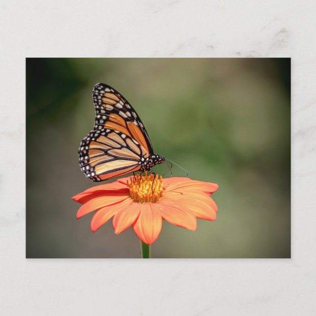 Monarch Butterfly on an orange flower Postcard (Front)