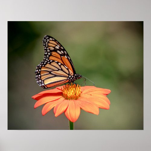 Monarch Butterfly on an orange flower Poster