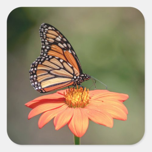 Monarch Butterfly on an orange flower Square Sticker