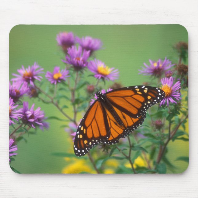 Monarch Butterfly on Asters Mouse Pad (Front)