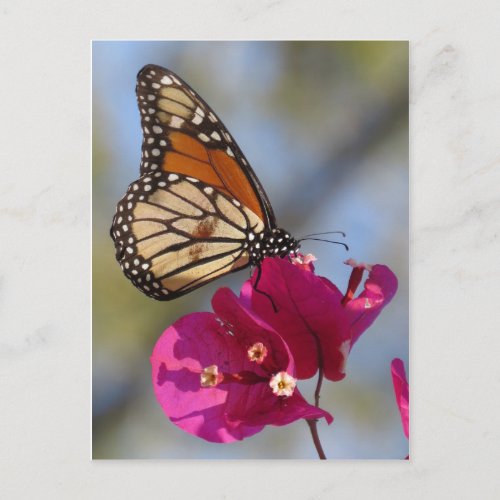 Monarch butterfly on bougainvillea blossom postcard