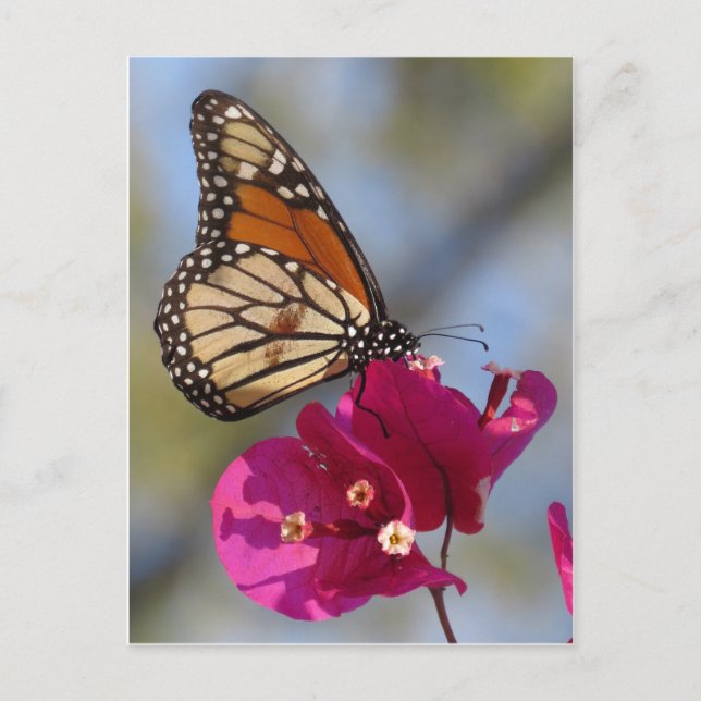 Monarch butterfly on bougainvillea blossom postcard (Front)