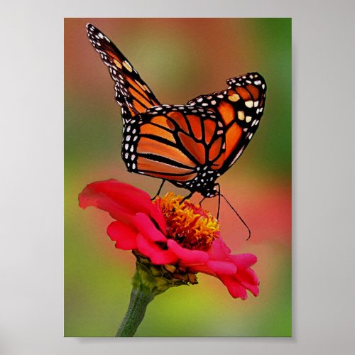 Monarch Butterfly on Bright Pink Zinnia Poster