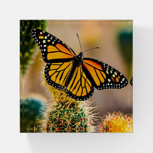Monarch Butterfly on Cactus Harmony  Paperweight