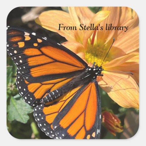 Monarch butterfly on chrysanthemum flower square sticker