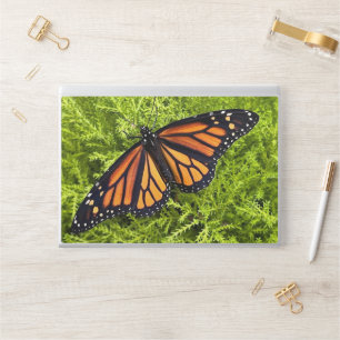 Monarch butterfly on cypress HP laptop skin