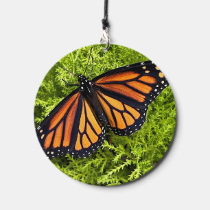 Monarch butterfly on cypress wind chime 