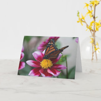 Monarch Butterfly on Deep Pink Dahlia Photo Blank Card