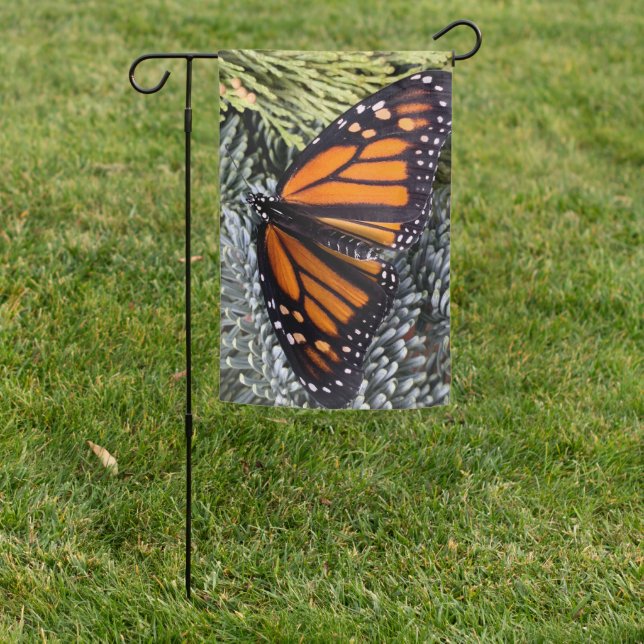 Monarch butterfly on evergreens garden flag (In SItu)