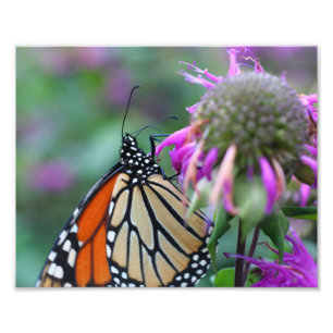 Monarch Butterfly On Flower 10x8 Nature Photo Print