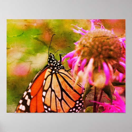 Monarch Butterfly On Flower Close Up Abstract Poster