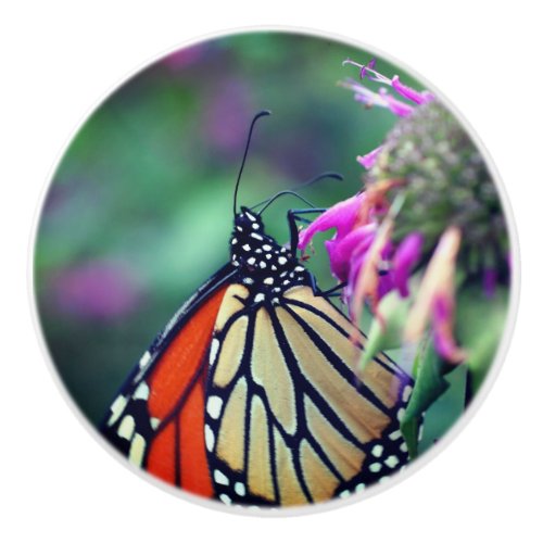 Monarch Butterfly On Flower Close Up  Ceramic Knob