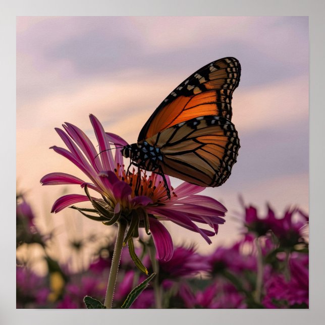 Monarch Butterfly on Flower Poster (Front)