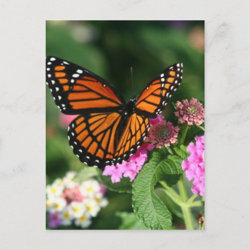Monarch Butterfly on Lantana Flower Postcard