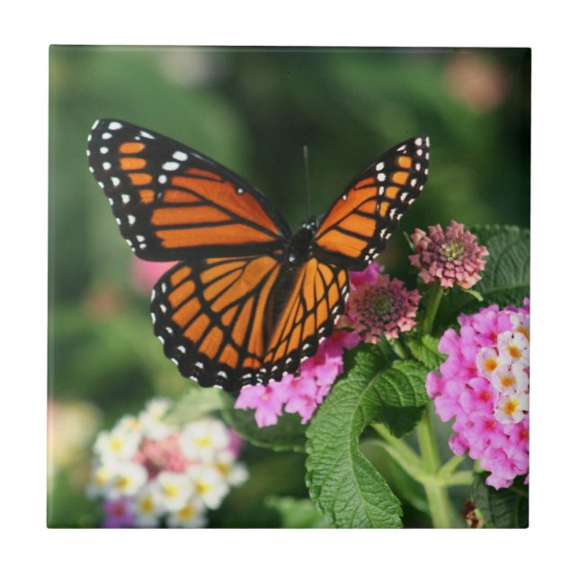 Monarch Butterfly on Lantana Flowers.Ceramic  Tile (Front)