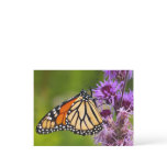 Monarch Butterfly on Liatris Postcard