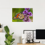 Monarch Butterfly on Liatris Poster