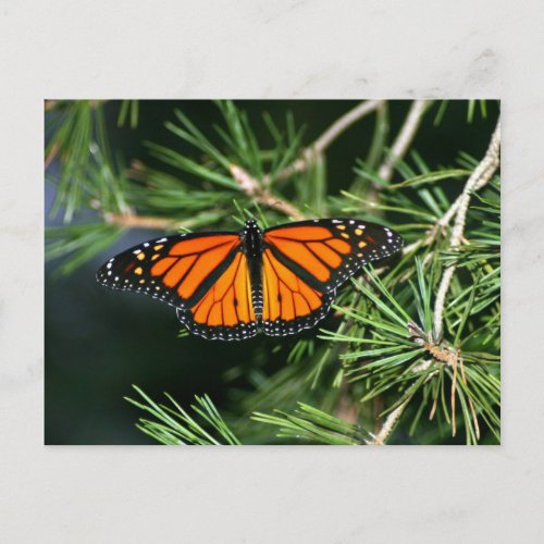Monarch Butterfly on Pine Postcard