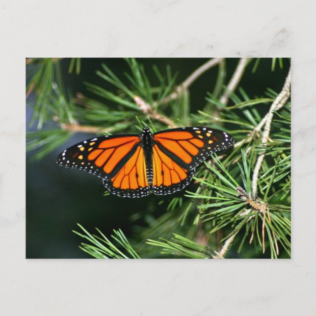 Monarch Butterfly on Pine Postcard (Front)