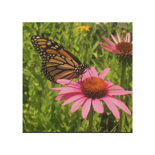 Monarch Butterfly on Pink Echinacea Flower Wood Wall Art